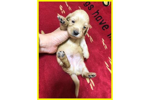 成約済の千葉県のカニンヘンダックスフンド(ロングヘアード)-99158の5枚目